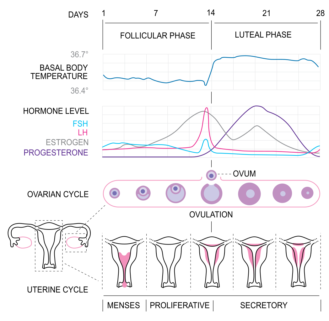 Estrogen Cycle - Histamine Intolerance 