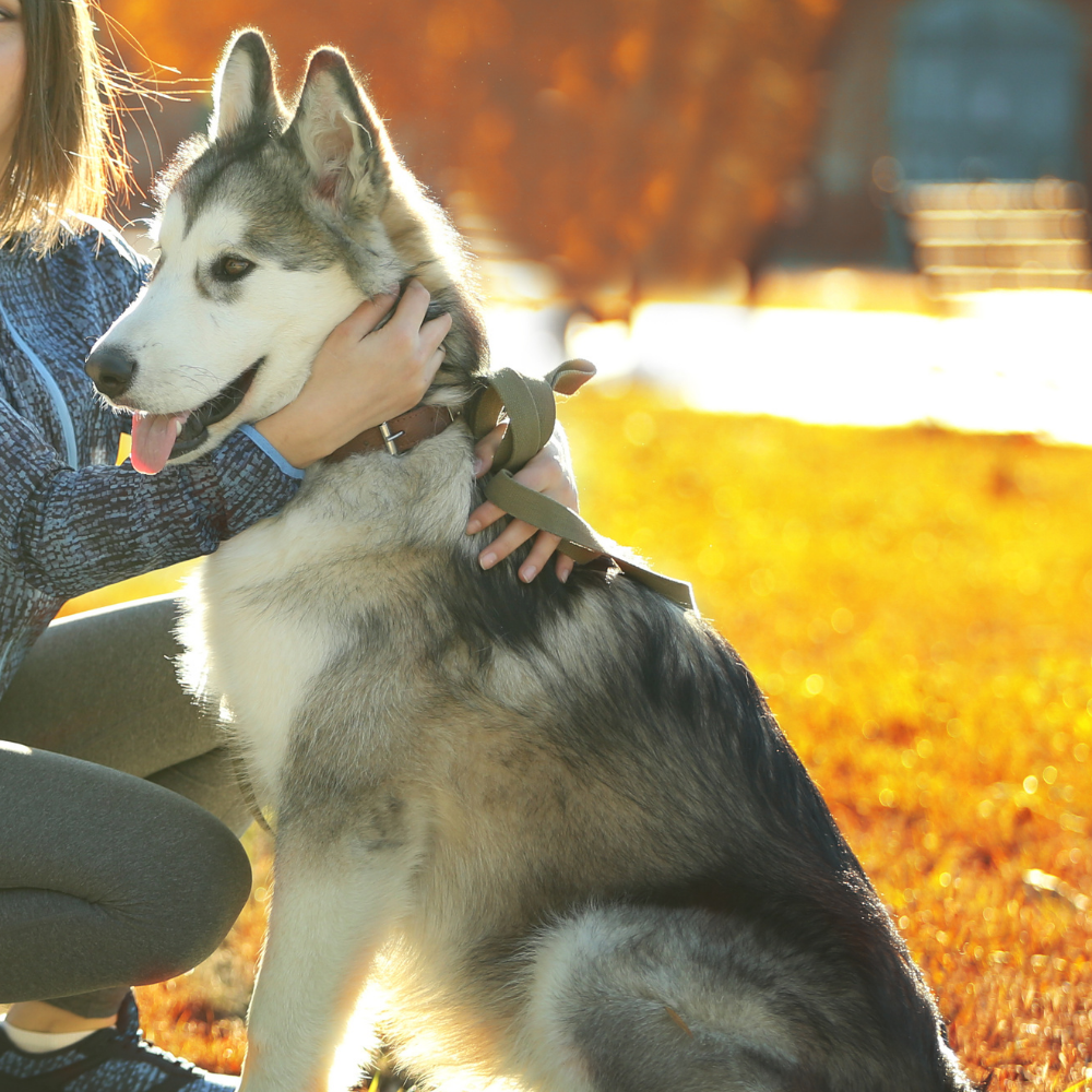 Dog Walking Enjoying Outdoors